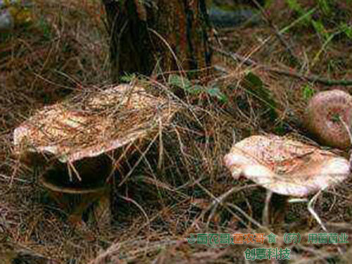 人工種植松乳菇