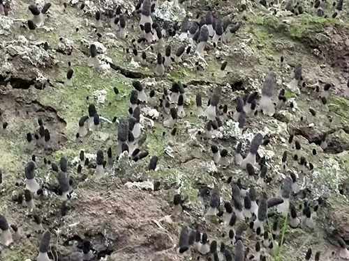 湖南創(chuàng)蕈農(nóng)業(yè)科技有限公司,懷化食用菌種植銷售,懷化羊肚菌種植銷售,懷化赤松茸種植銷售 湖南創(chuàng)蕈農(nóng)業(yè)科技有限公司,懷化食用菌種植銷售,懷化羊肚菌種植銷售,懷化赤松茸種植銷售