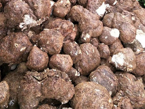 湖南創(chuàng)蕈農(nóng)業(yè)科技有限公司,懷化食用菌種植銷售,懷化羊肚菌種植銷售,懷化赤松茸種植銷售 湖南創(chuàng)蕈農(nóng)業(yè)科技有限公司,懷化食用菌種植銷售,懷化羊肚菌種植銷售,懷化赤松茸種植銷售