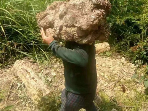 湖南創(chuàng)蕈農(nóng)業(yè)科技有限公司,懷化食用菌種植銷售,懷化羊肚菌種植銷售,懷化赤松茸種植銷售 湖南創(chuàng)蕈農(nóng)業(yè)科技有限公司,懷化食用菌種植銷售,懷化羊肚菌種植銷售,懷化赤松茸種植銷售