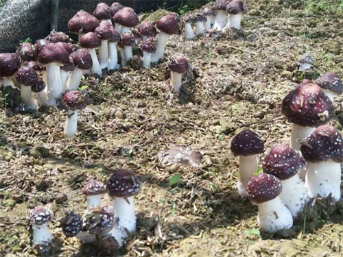 湖南創(chuàng)蕈農(nóng)業(yè)科技有限公司,懷化食用菌種植銷售,懷化羊肚菌種植銷售,懷化赤松茸種植銷售 湖南創(chuàng)蕈農(nóng)業(yè)科技有限公司,懷化食用菌種植銷售,懷化羊肚菌種植銷售,懷化赤松茸種植銷售