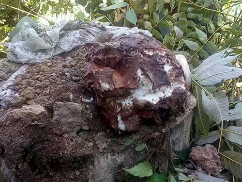 湖南創(chuàng)蕈農(nóng)業(yè)科技有限公司,懷化食用菌種植銷售,懷化羊肚菌種植銷售,懷化赤松茸種植銷售 湖南創(chuàng)蕈農(nóng)業(yè)科技有限公司,懷化食用菌種植銷售,懷化羊肚菌種植銷售,懷化赤松茸種植銷售