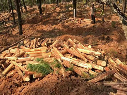 湖南創(chuàng)蕈農(nóng)業(yè)科技有限公司,懷化食用菌種植銷售,懷化羊肚菌種植銷售,懷化赤松茸種植銷售 湖南創(chuàng)蕈農(nóng)業(yè)科技有限公司,懷化食用菌種植銷售,懷化羊肚菌種植銷售,懷化赤松茸種植銷售