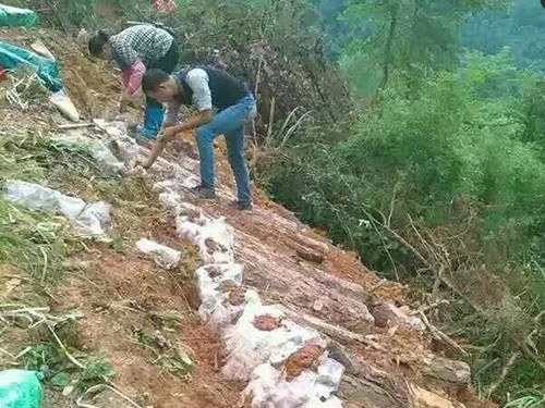 湖南創(chuàng)蕈農(nóng)業(yè)科技有限公司,懷化食用菌種植銷售,懷化羊肚菌種植銷售,懷化赤松茸種植銷售 湖南創(chuàng)蕈農(nóng)業(yè)科技有限公司,懷化食用菌種植銷售,懷化羊肚菌種植銷售,懷化赤松茸種植銷售