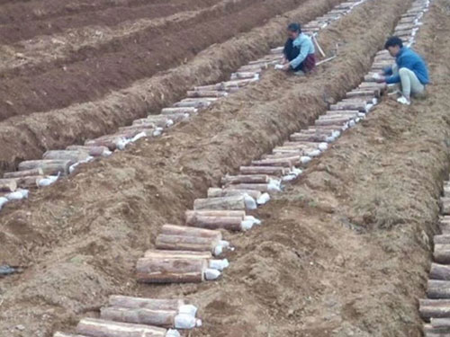 湖南創(chuàng)蕈農(nóng)業(yè)科技有限公司,懷化食用菌種植銷售,懷化羊肚菌種植銷售,懷化赤松茸種植銷售 湖南創(chuàng)蕈農(nóng)業(yè)科技有限公司,懷化食用菌種植銷售,懷化羊肚菌種植銷售,懷化赤松茸種植銷售