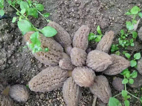 湖南創(chuàng)蕈農(nóng)業(yè)科技有限公司,懷化食用菌種植銷售,懷化羊肚菌種植銷售,懷化赤松茸種植銷售 湖南創(chuàng)蕈農(nóng)業(yè)科技有限公司,懷化食用菌種植銷售,懷化羊肚菌種植銷售,懷化赤松茸種植銷售