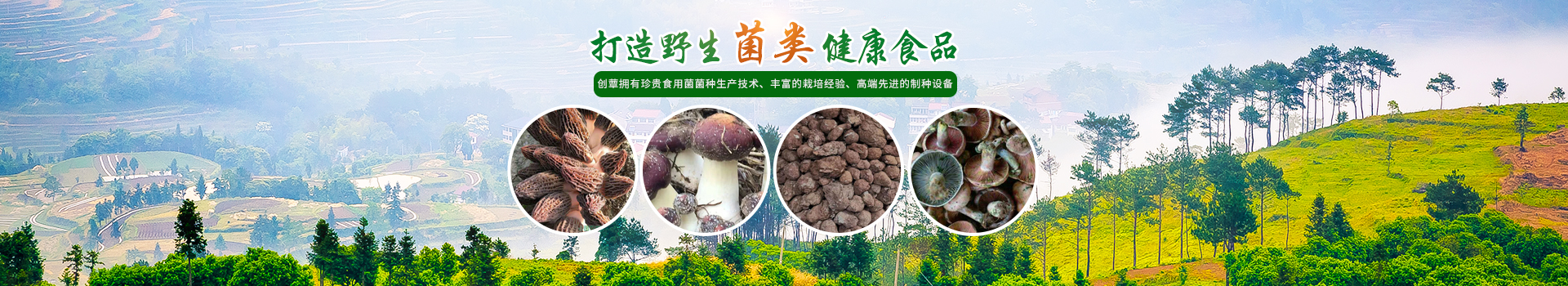 湖南創(chuàng)蕈農(nóng)業(yè)科技有限公司_懷化食用菌種植銷售|懷化羊肚菌種植銷售|懷化赤松茸種植銷售 湖南創(chuàng)蕈農(nóng)業(yè)科技有限公司_懷化食用菌種植銷售|懷化羊肚菌種植銷售|懷化赤松茸種植銷售