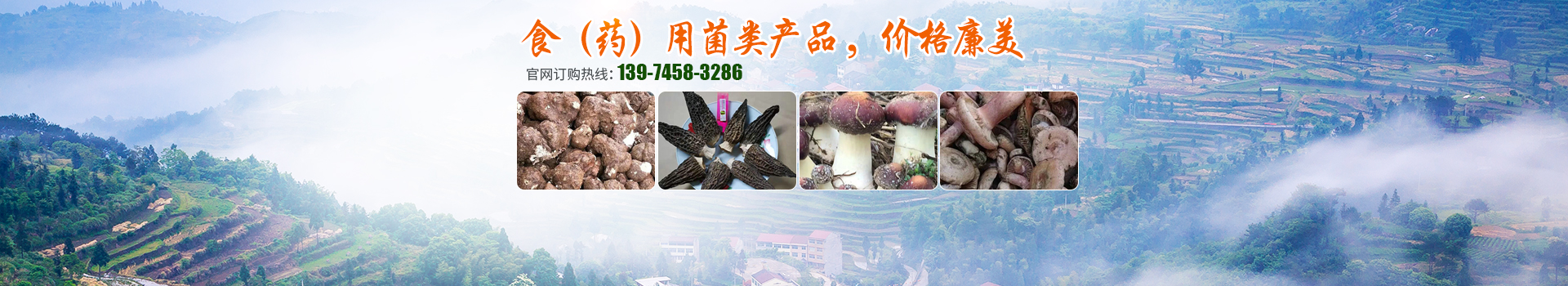 湖南創(chuàng)蕈農(nóng)業(yè)科技有限公司_懷化食用菌種植銷售|懷化羊肚菌種植銷售|懷化赤松茸種植銷售 湖南創(chuàng)蕈農(nóng)業(yè)科技有限公司_懷化食用菌種植銷售|懷化羊肚菌種植銷售|懷化赤松茸種植銷售